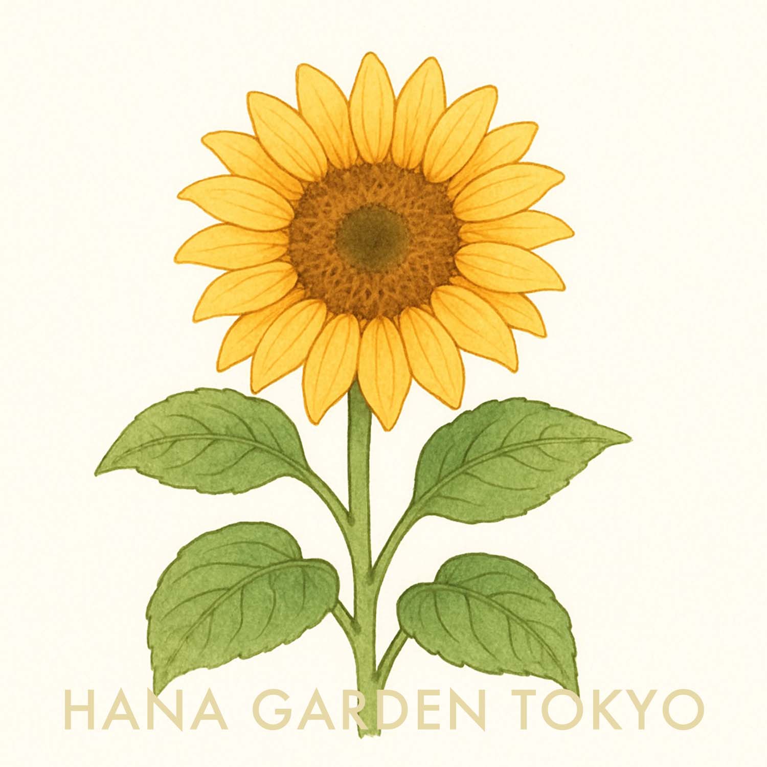 花言葉コラム vol.18｜ヒマワリ – HANA GARDEN TOKYO