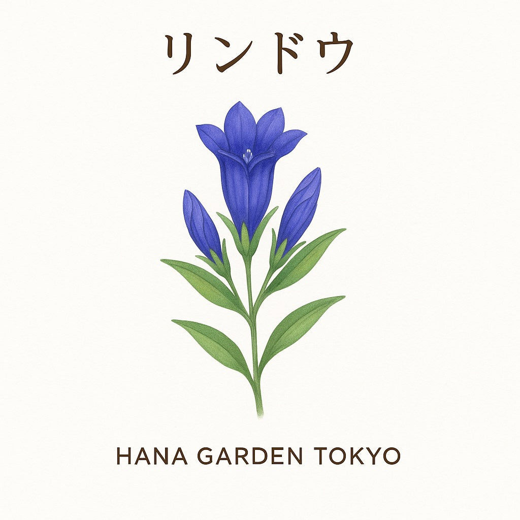 花コラム vol.22｜リンドウ (竜胆) – HANA GARDEN TOKYO