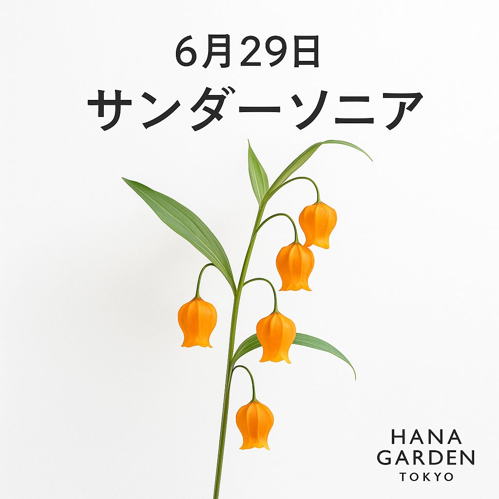 6月29日の誕生花はサンダーソニア｜ベルの形が愛らしい希望の花 – HANA