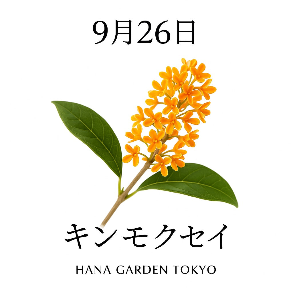 花言葉 9月26日の誕生花はキンモクセイ｜甘い香りで秋を告げる花 – HANA