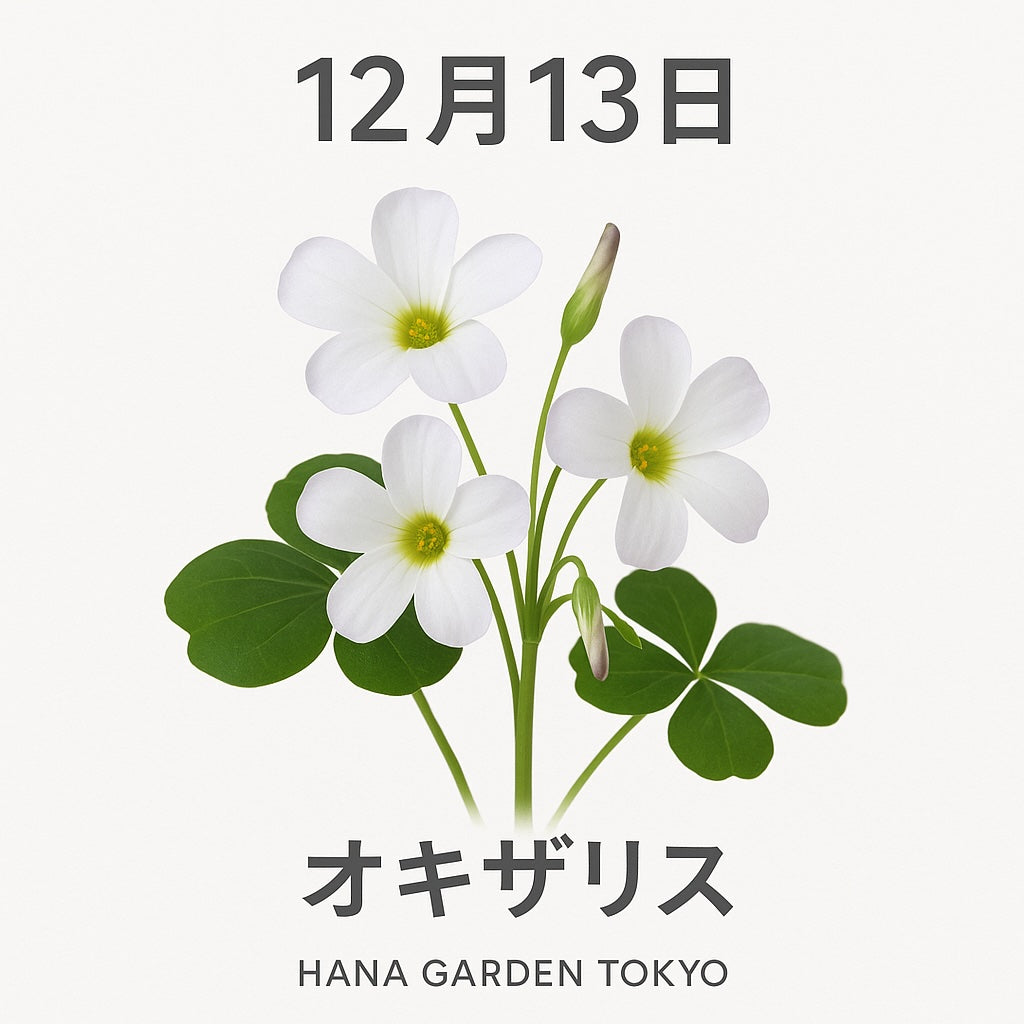 12月13日の誕生花はオキザリス｜小さな花が届けるやさしい輝き – HANA