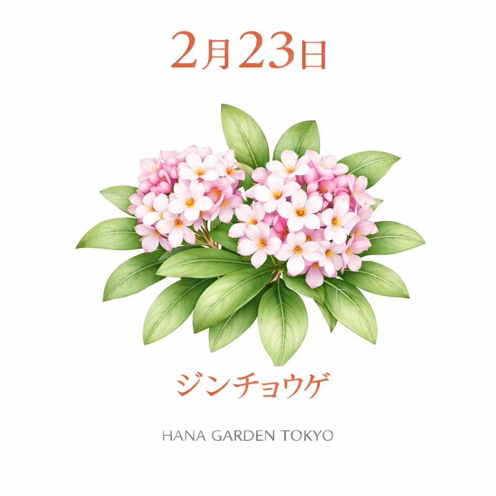 2月23日の誕生花はジンチョウゲ｜香りで春を告げる花 – HANA GARDEN TOKYO