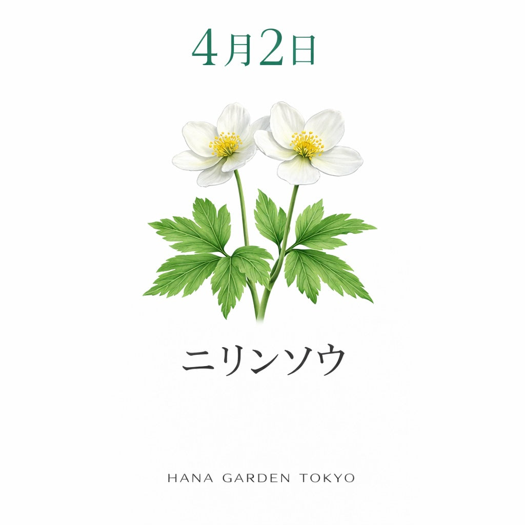 ニリンソウ 花 言葉