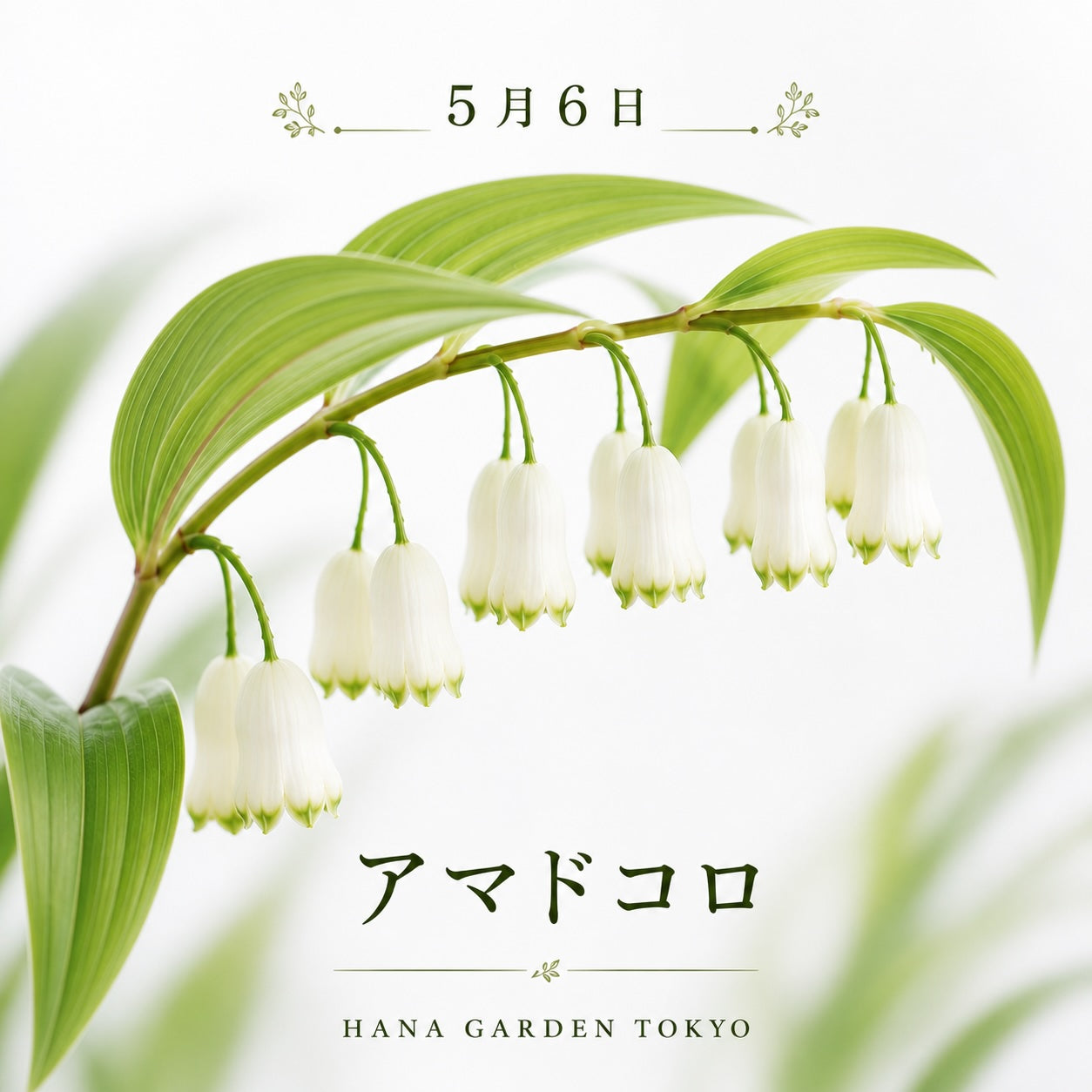 5月6日誕生花の真実｜オダマキの怖い意味と贈る際の最適解