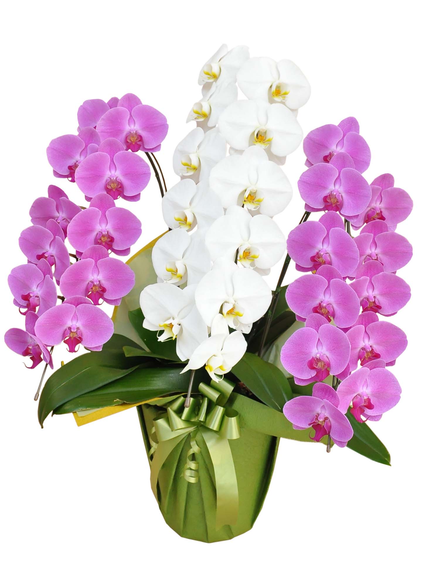 胡蝶蘭 大輪MIX(ピンク2本/白1本) 3本立ち