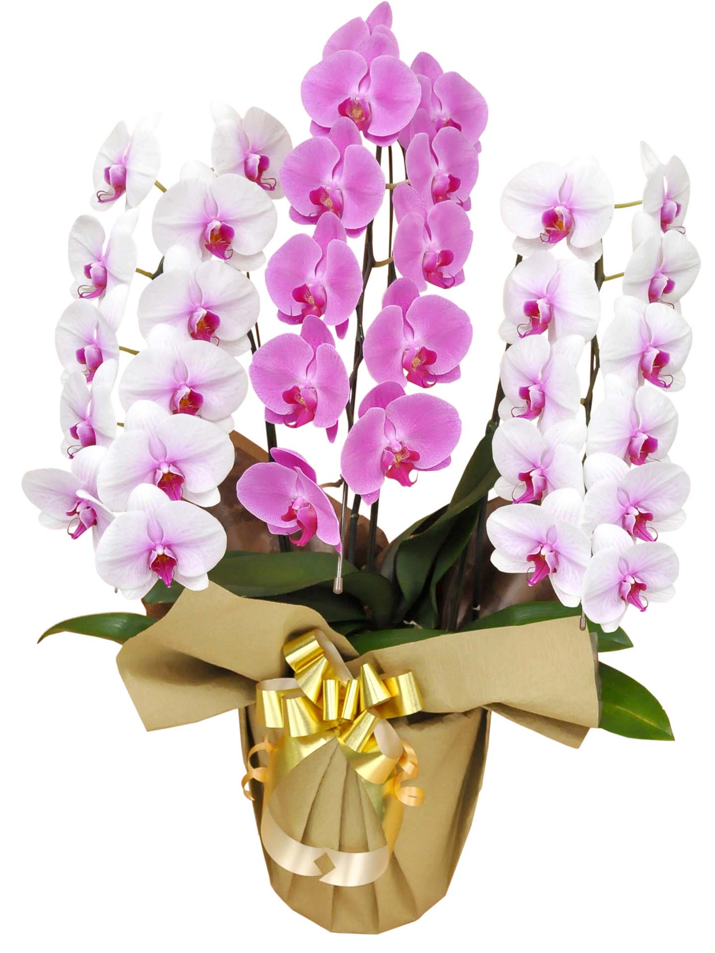 胡蝶蘭 大輪MIX(白赤2本/ピンク1本) 3本立ち