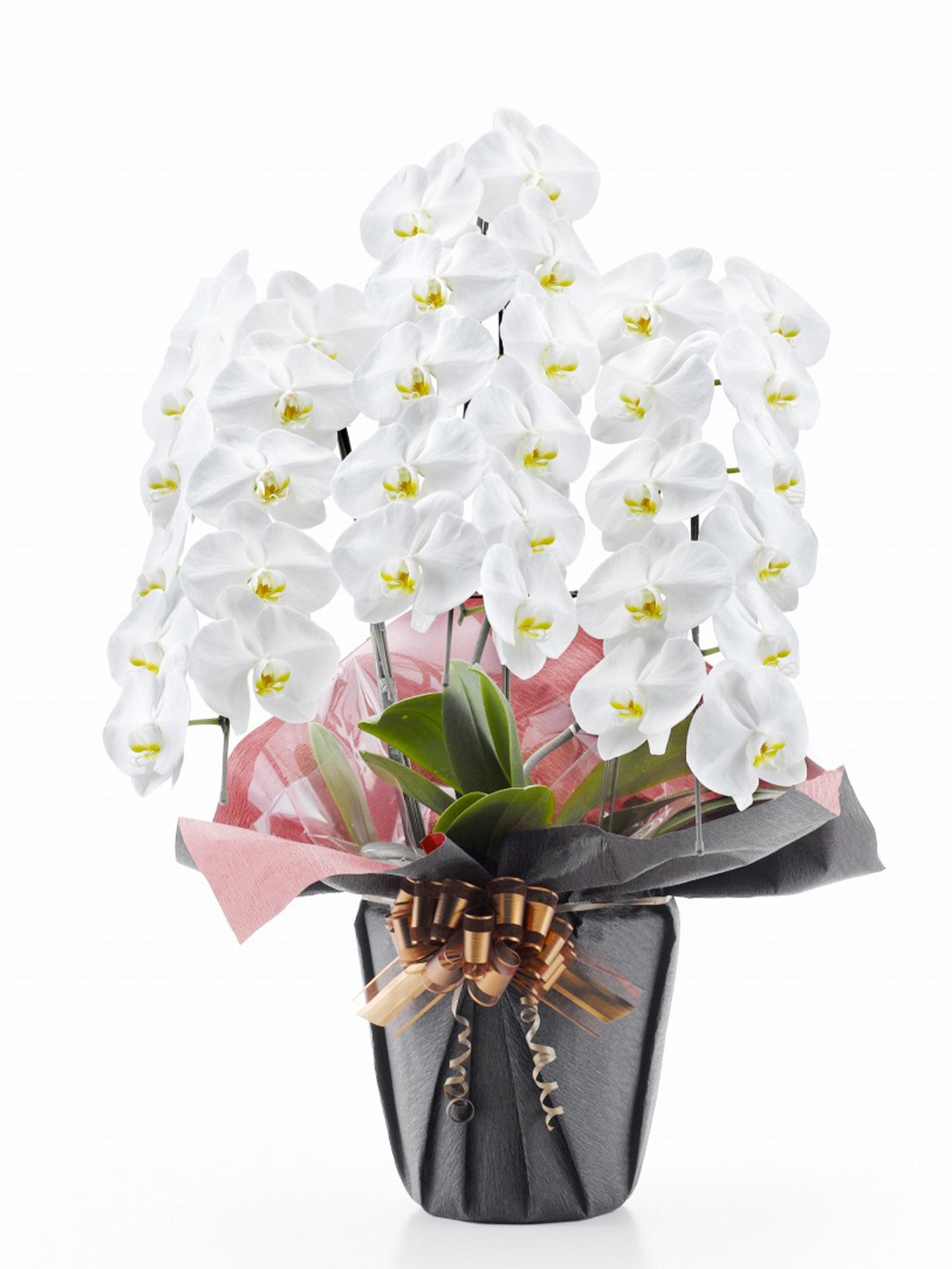 胡蝶蘭 白大輪 3本立ち