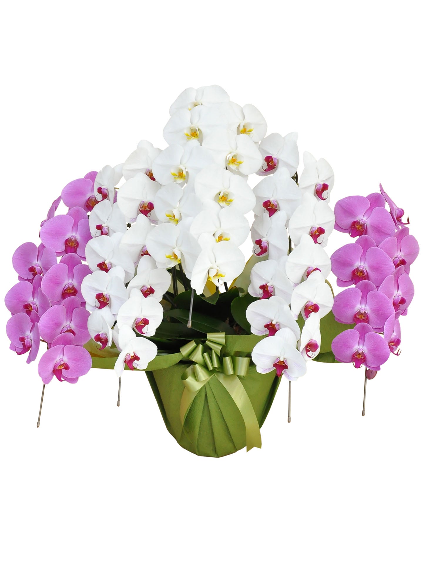 胡蝶蘭 大輪MIX(白赤2本/ピンク2本 / 白1本) 5本立ち