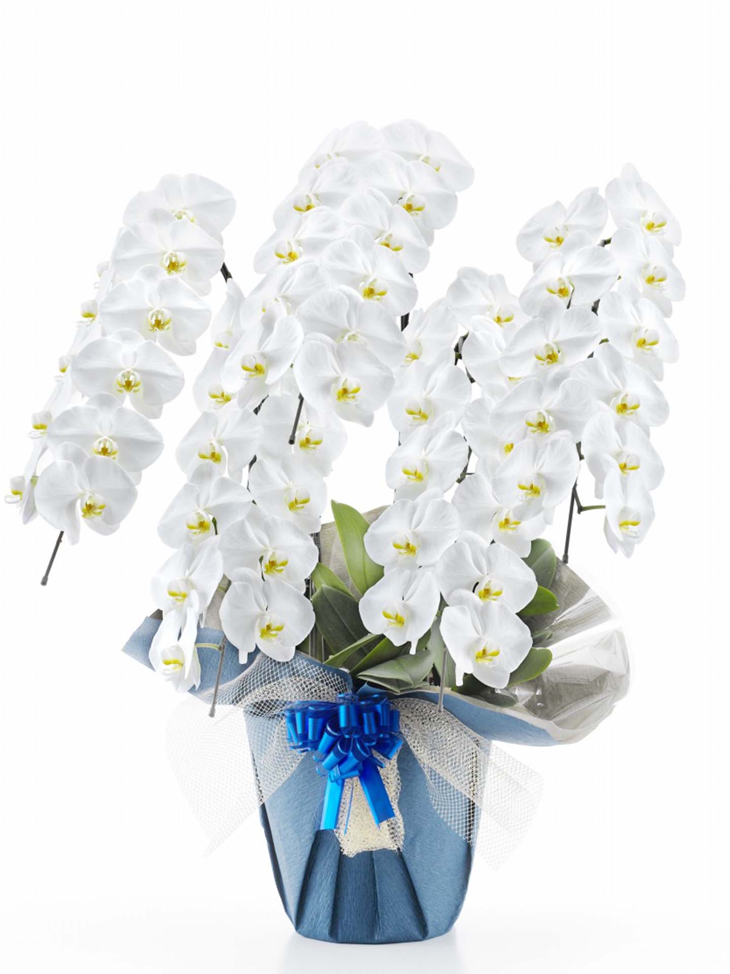 胡蝶蘭 白大輪 5本立ち