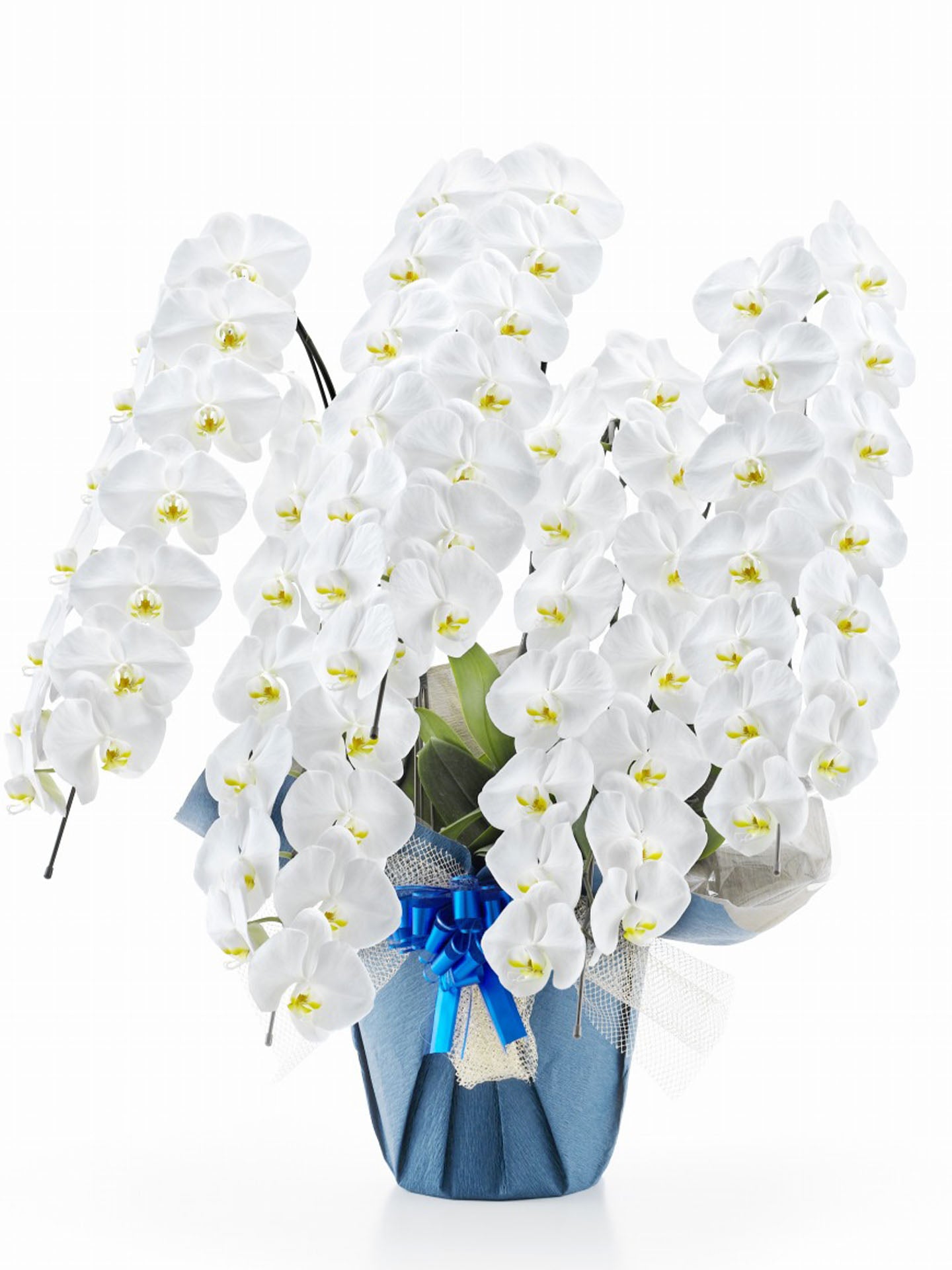 胡蝶蘭 白大輪 5本立ち (70輪以上保証・つぼみ含む)