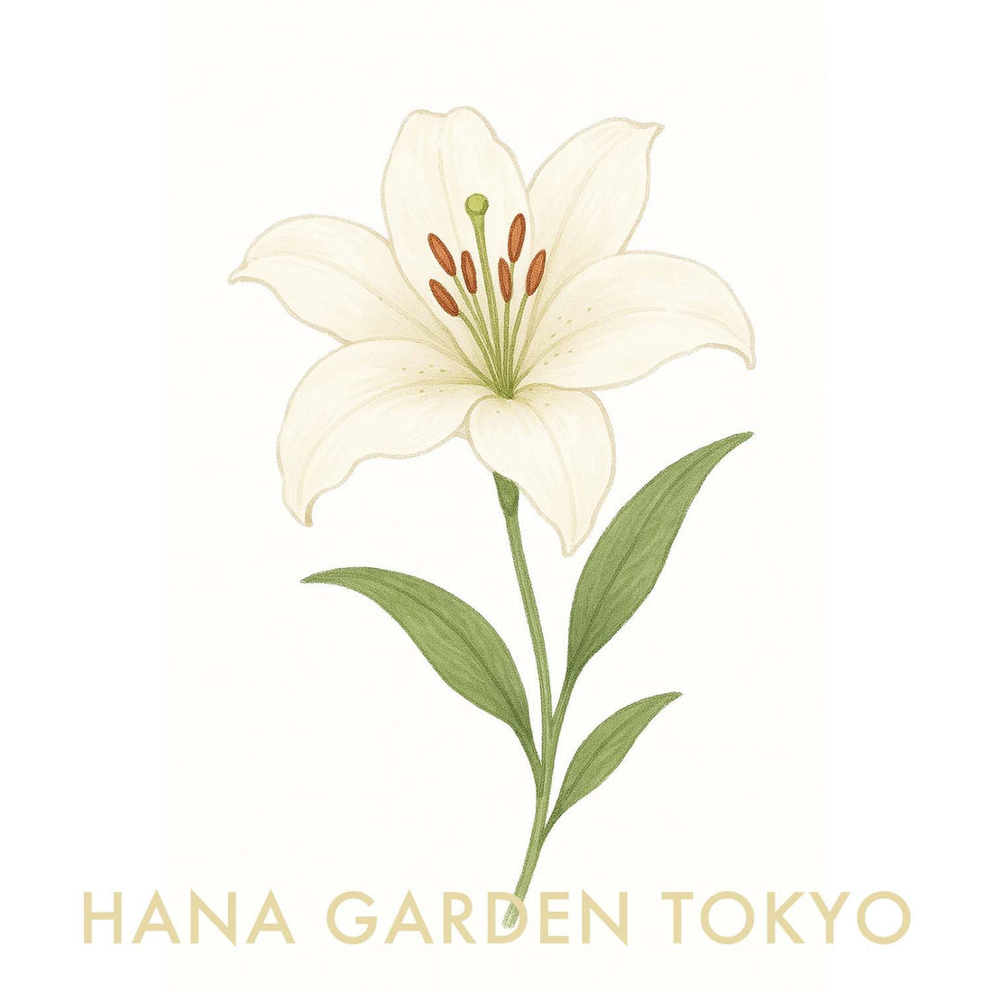 百合の花のイラスト｜HANA GARDEN TOKYO