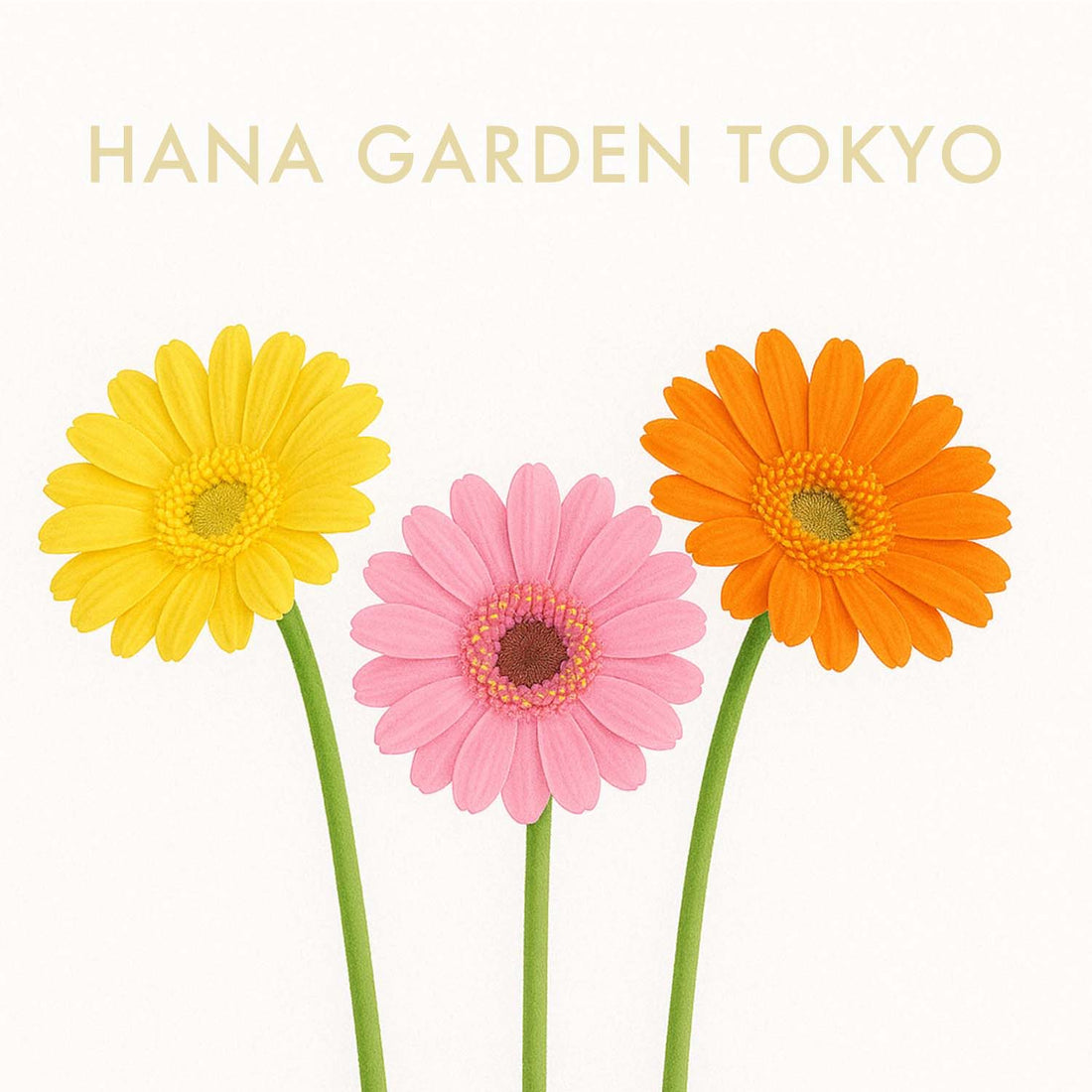 ガーベラの花のイラスト｜HANA GARDEN TOKYO