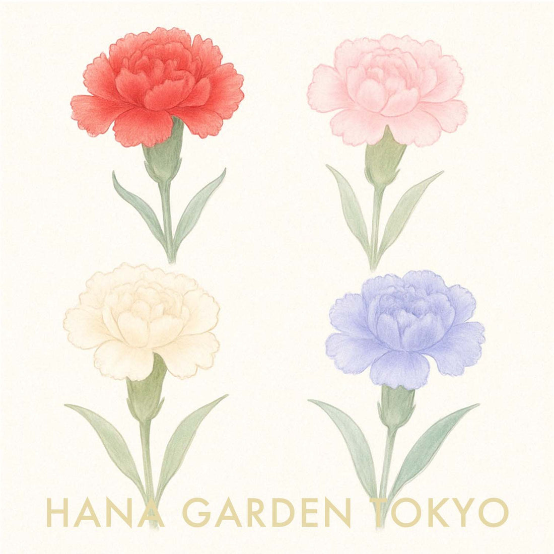 カーネーションの花のイラスト｜HANA GARDEN TOKYO