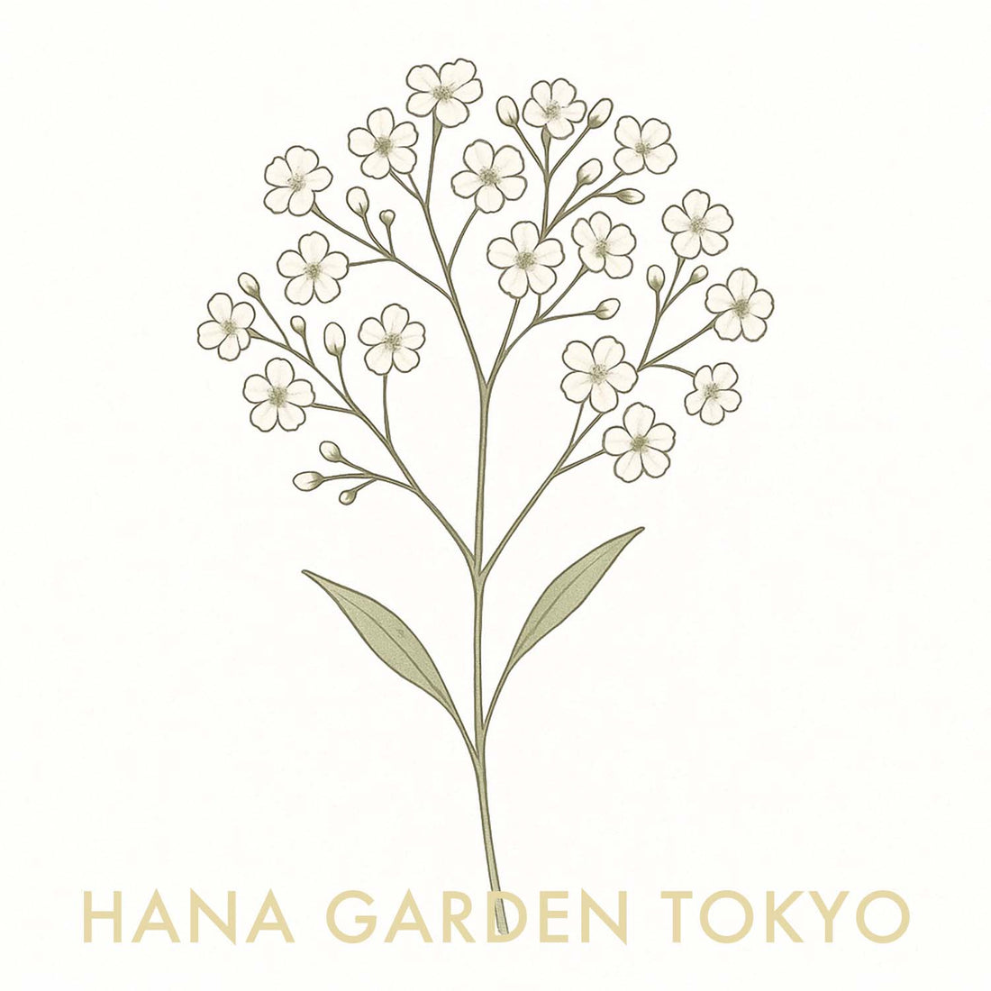 カスミソウの花のイラスト｜HANA GARDEN TOKYO