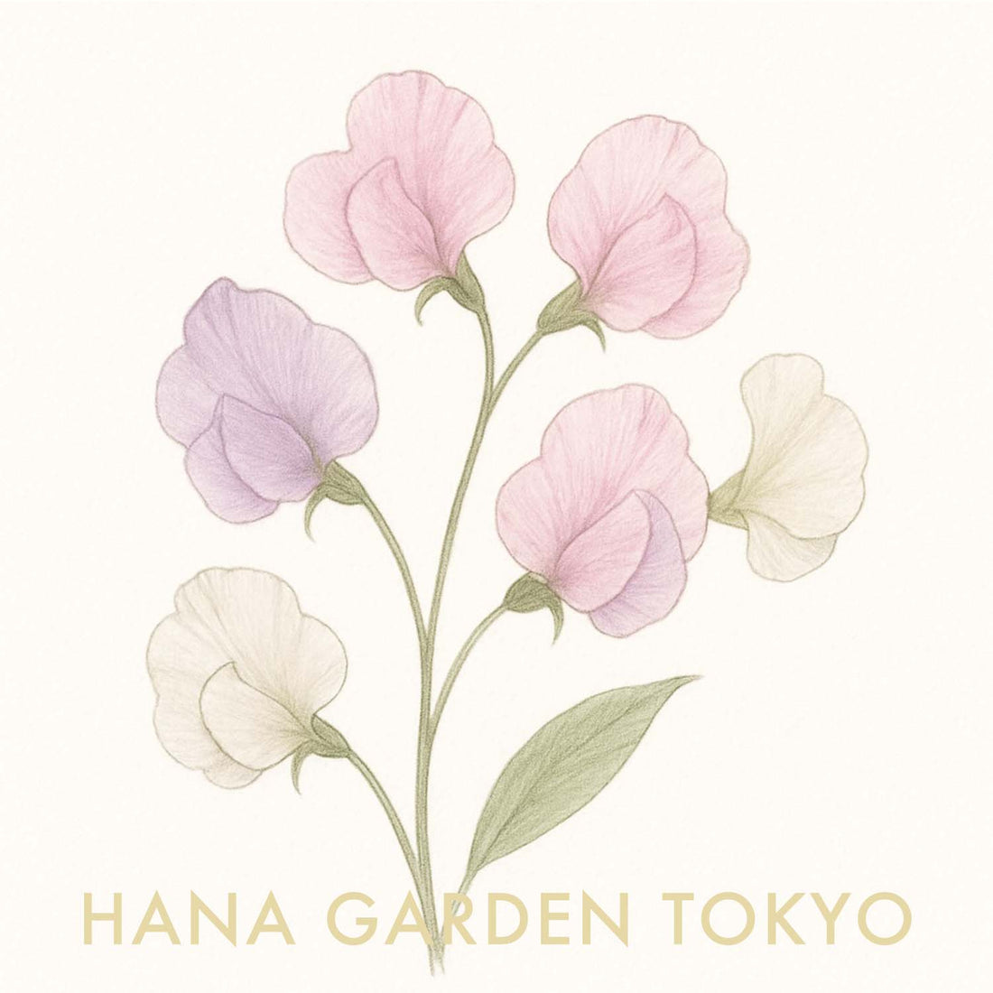スイートピーの花のイラスト｜HANA GARDEN TOKYO