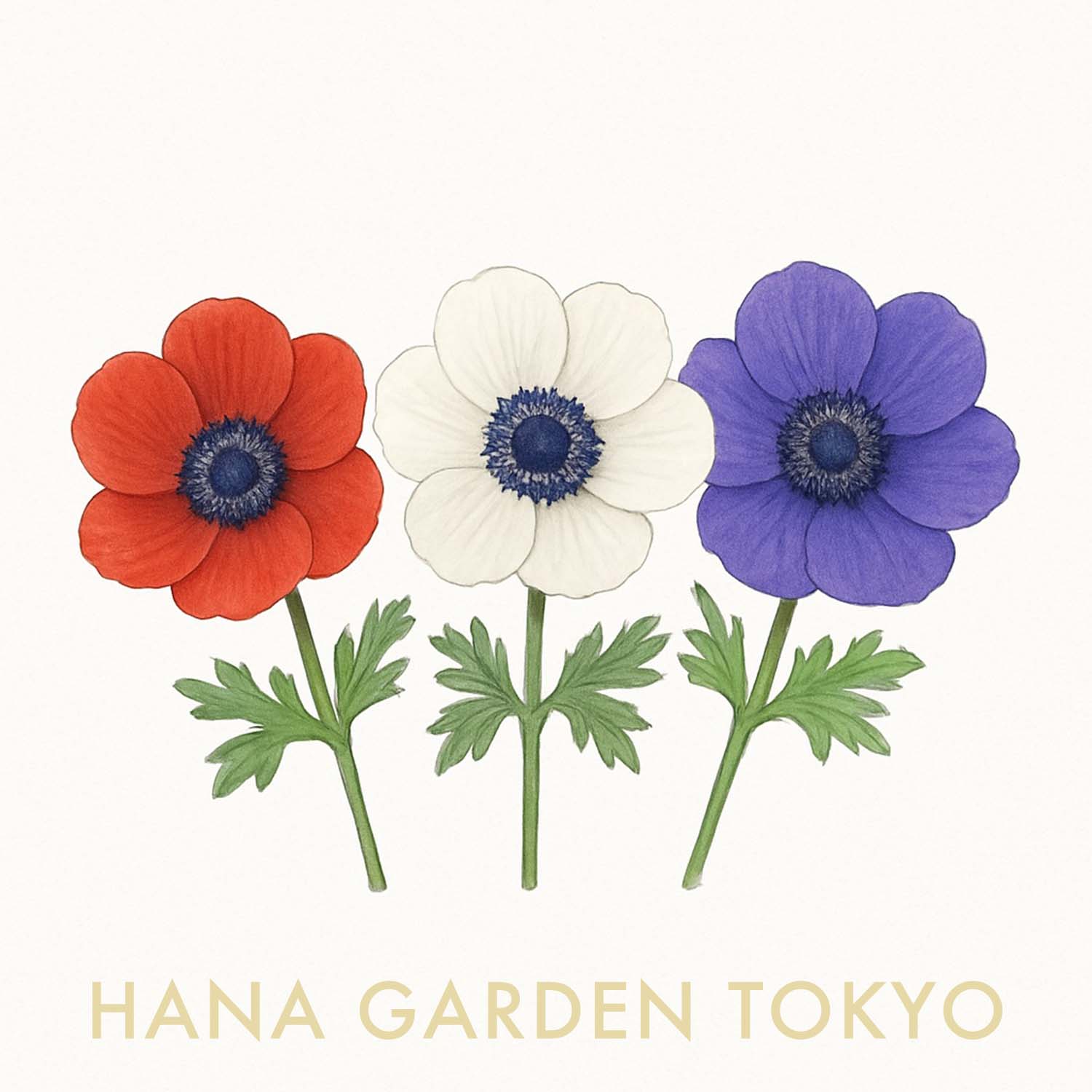 花言葉コラム vol.8｜アネモネ – HANA GARDEN TOKYO