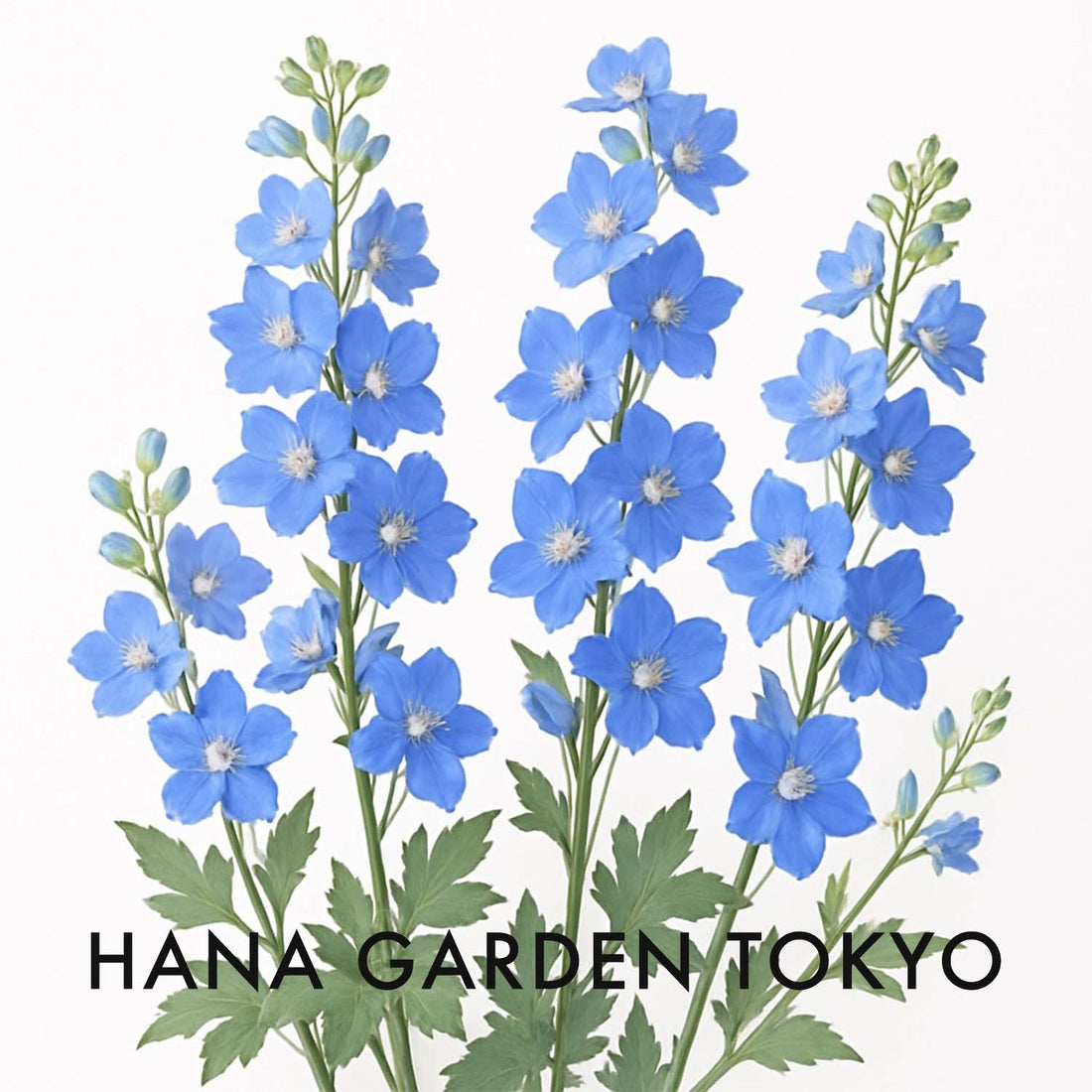 デルフィニウムの花のイラスト｜HANA GARDEN TOKYO