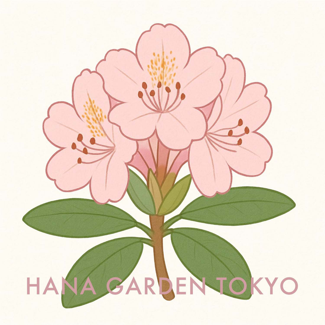 シャクナゲの花のイラスト｜HANA GARDEN TOKYO