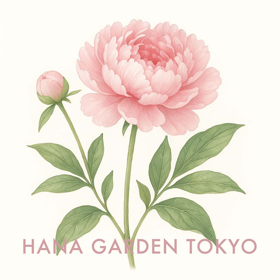 シャクヤクの花のイラスト｜HANA GARDEN TOKYO