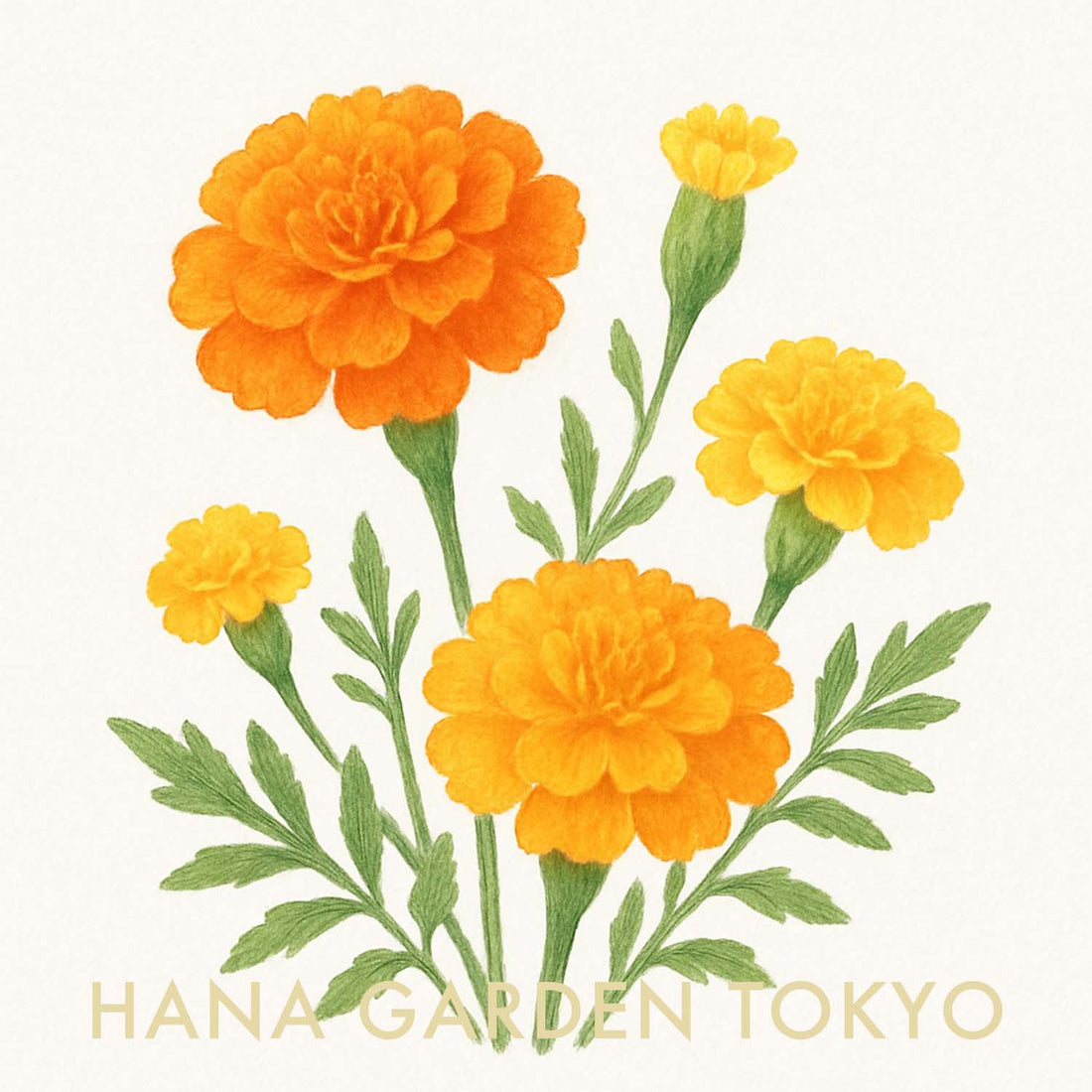 マリーゴールドの花のイラスト｜HANA GARDEN TOKYO