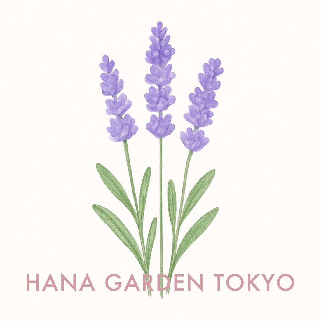 ラベンダーの花のイラスト｜HANA GARDEN TOKYO