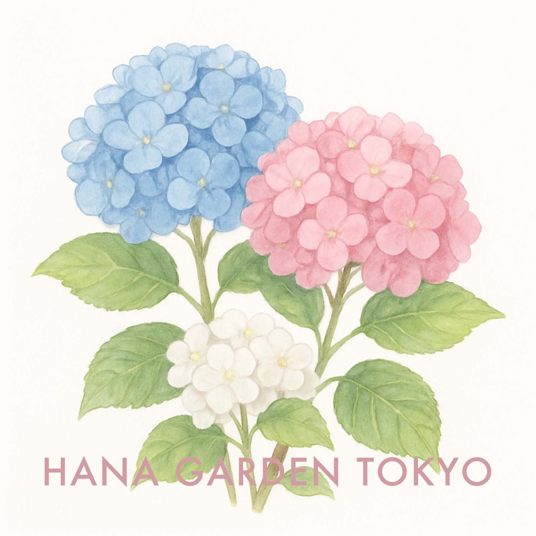アジサイの花のイラスト｜HANA GARDEN TOKYO