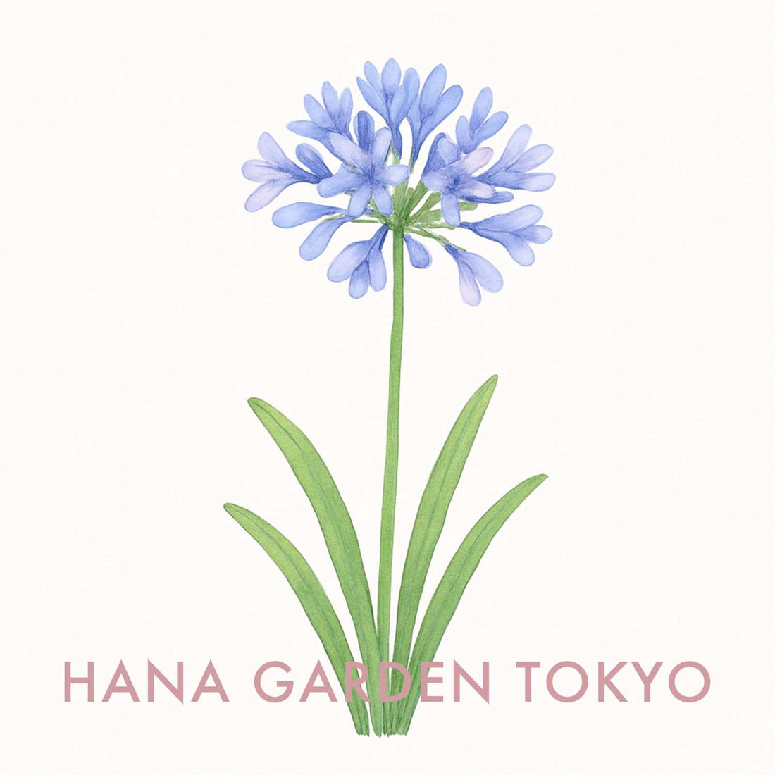 アガパンサスの花のイラスト｜HANA GARDEN TOKYO