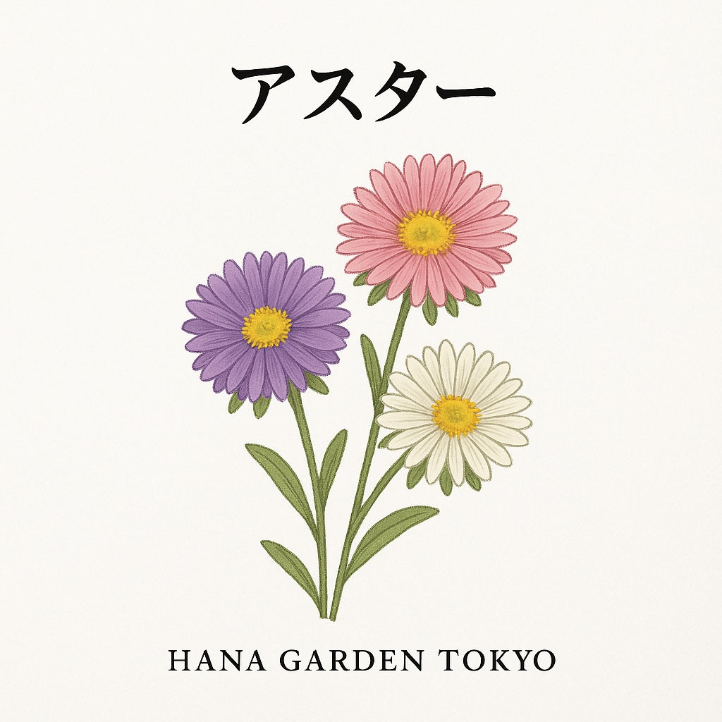アスターの花のイラスト｜HANA GARDEN TOKYO