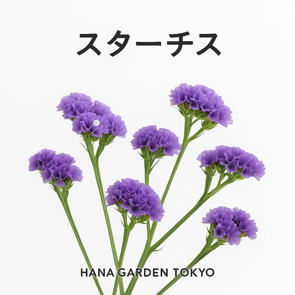 スターチスの花のイラスト｜HANA GARDEN TOKYO