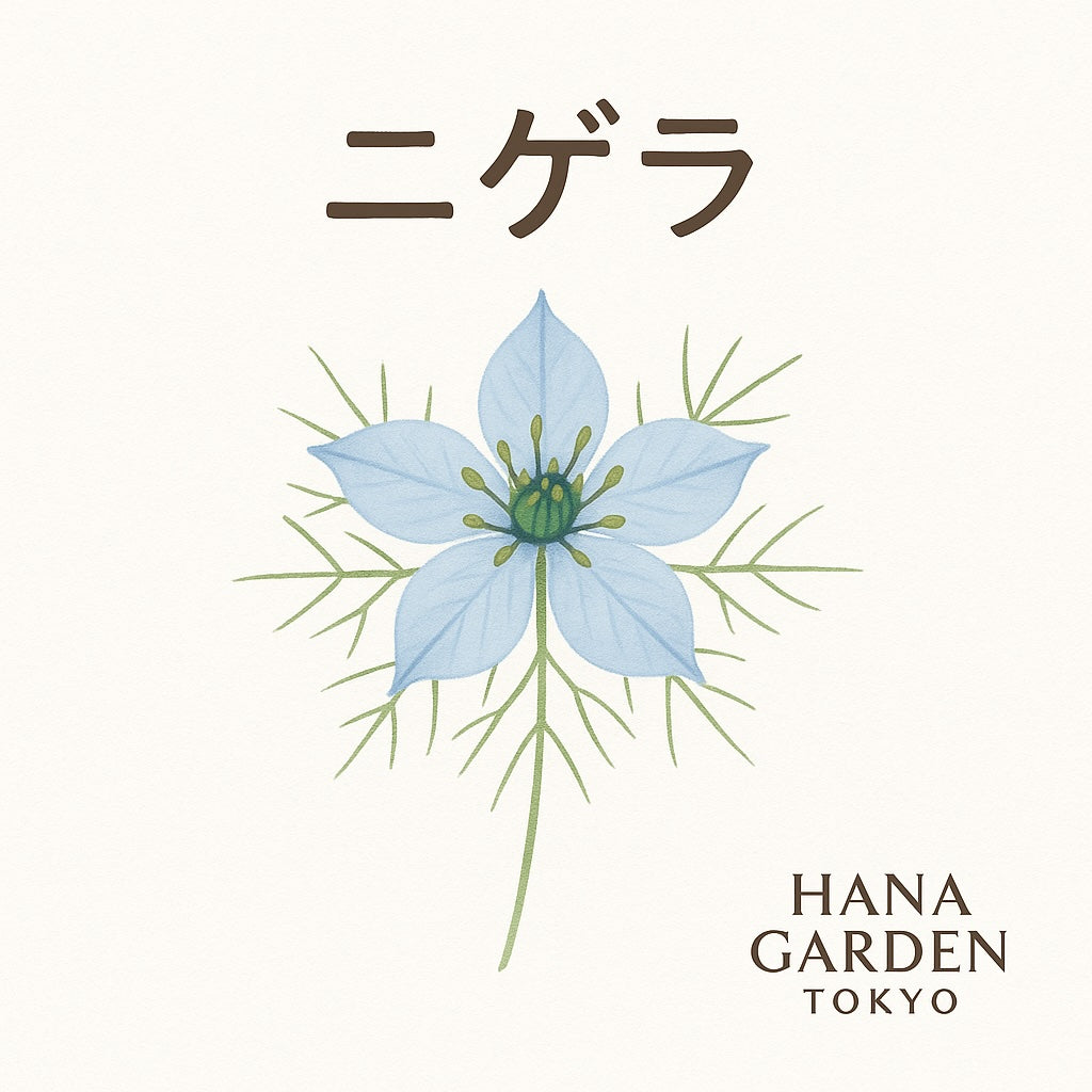 ニゲラの花のイラスト｜HANA GARDEN TOKYO