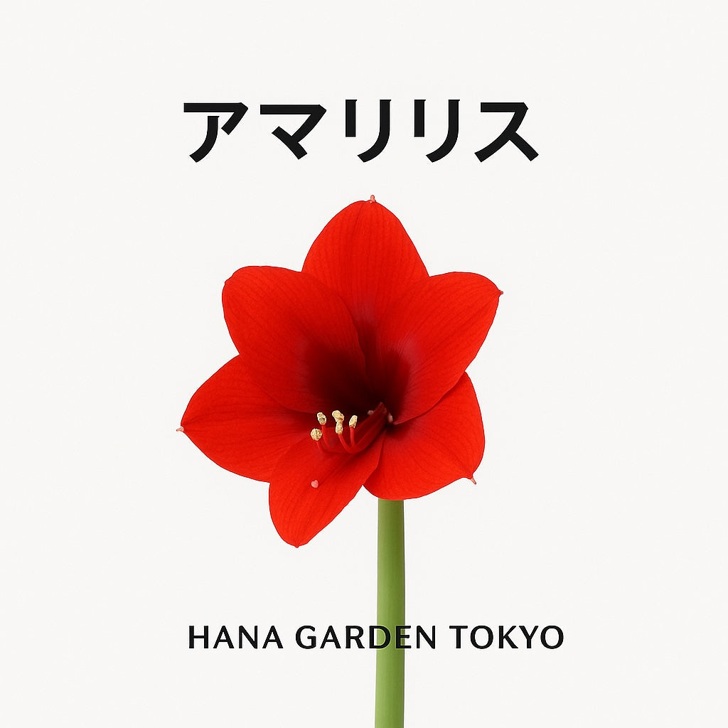 アマリリスの花のイラスト｜HANA GARDEN TOKYO