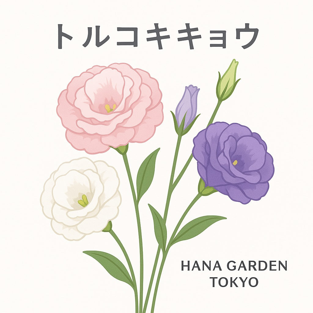 トルコキキョウの花のイラスト｜HANA GARDEN TOKYO