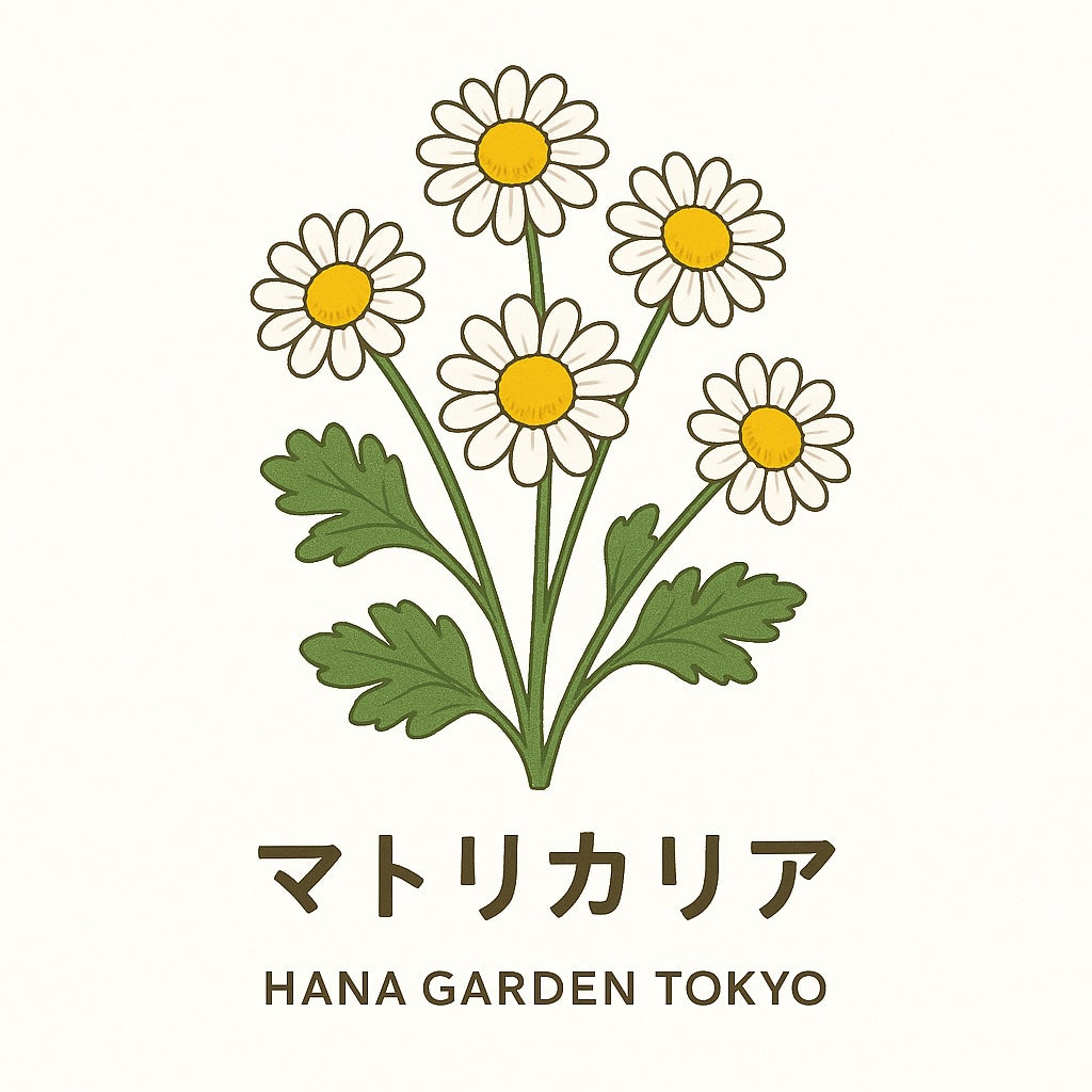マトリカリアの花のイラスト｜HANA GARDEN TOKYO