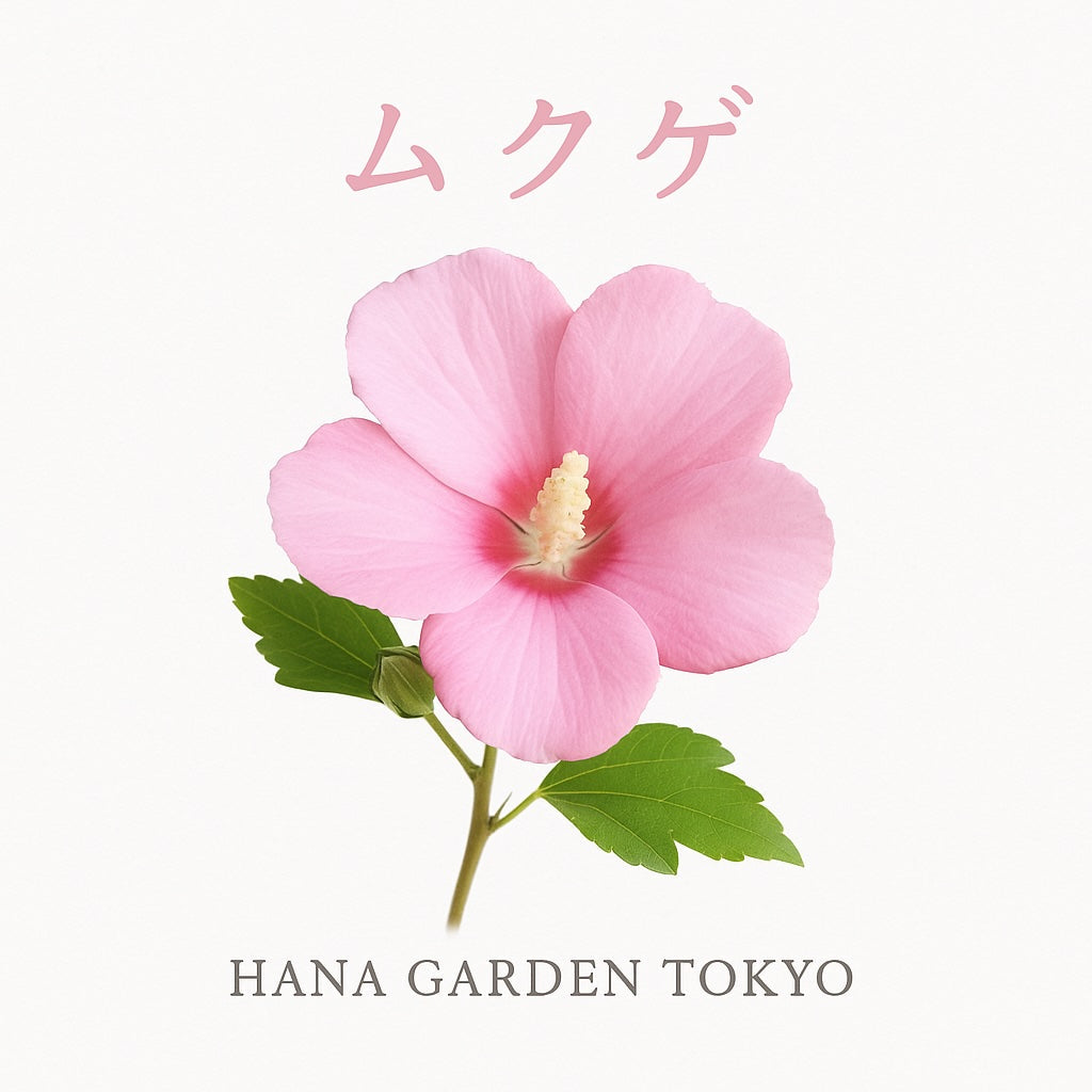 ムクゲの花のイラスト｜HANA GARDEN TOKYO