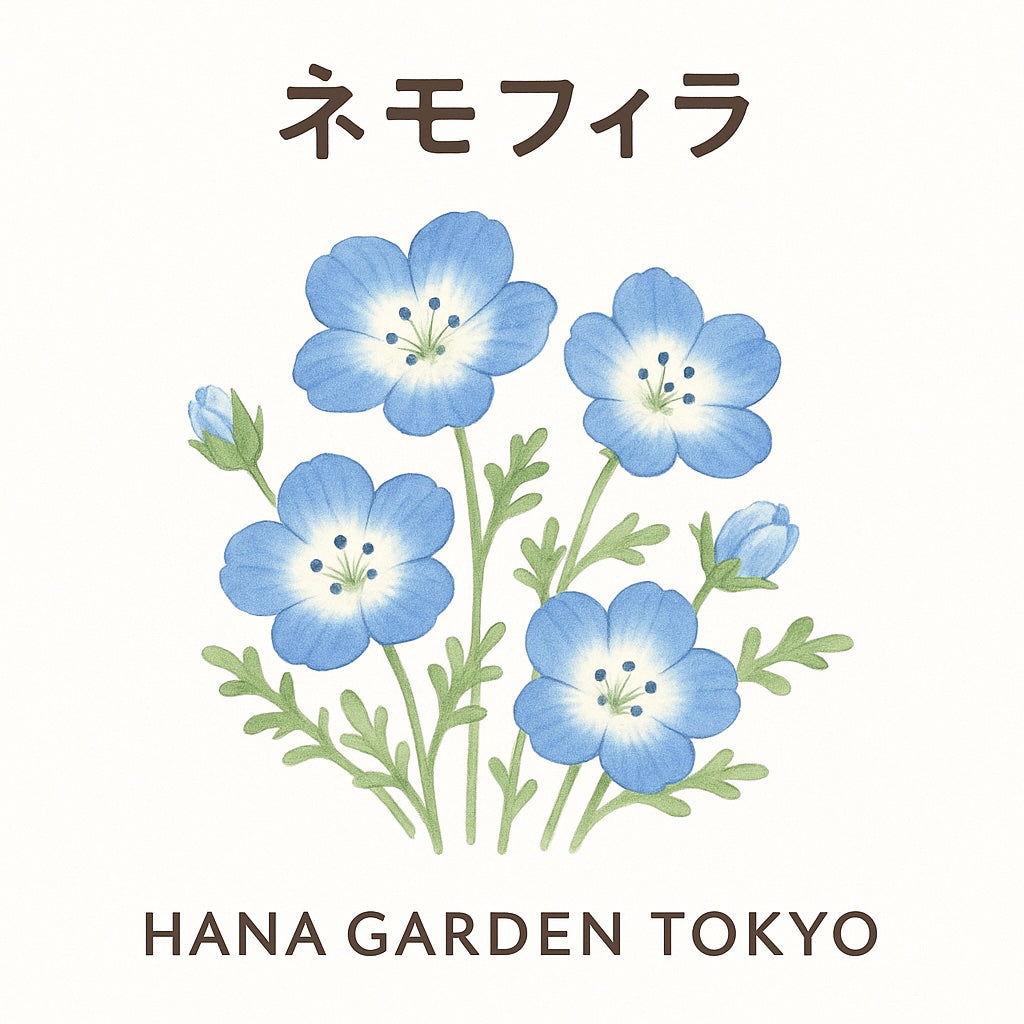 花コラム vol.29｜ネモフィラ – HANA GARDEN TOKYO