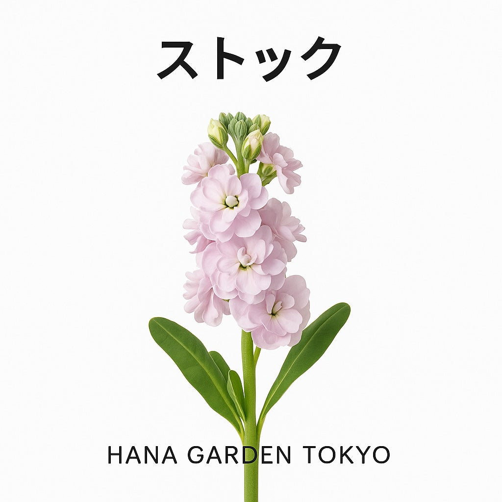ストックの花のイラスト｜HANA GARDEN TOKYO
