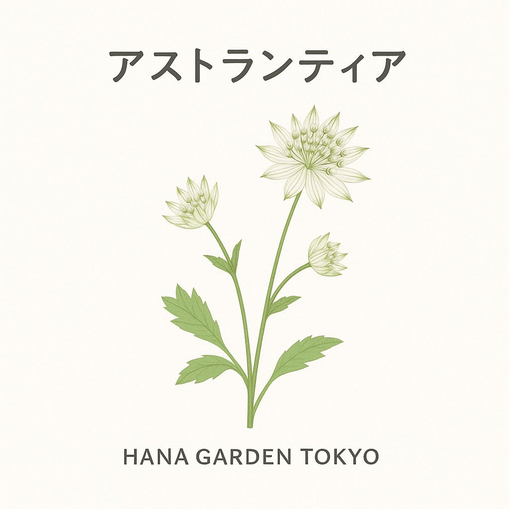 花コラム vol.32｜アストランティア