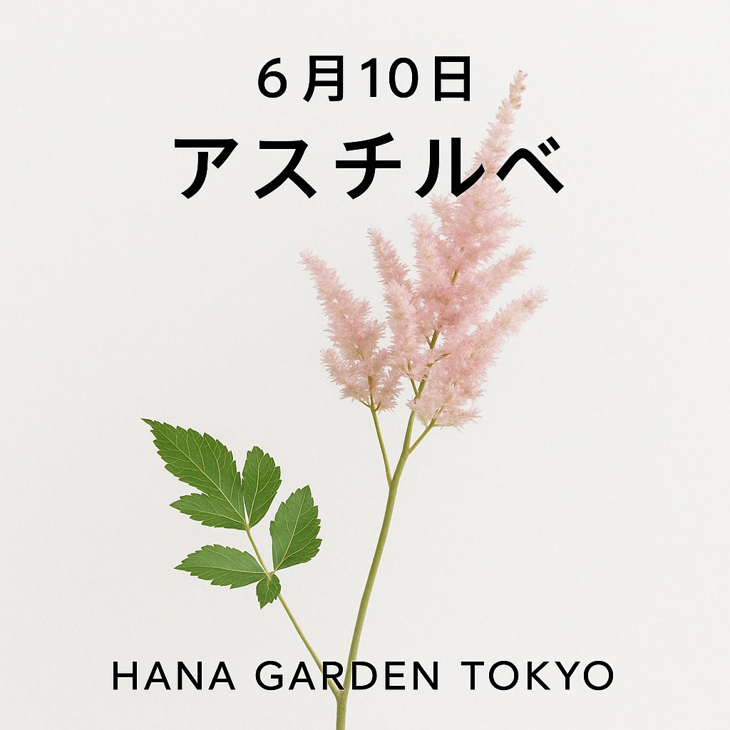 6月10日の誕生花はアスチルベ｜繊細でふんわりとした優雅な花