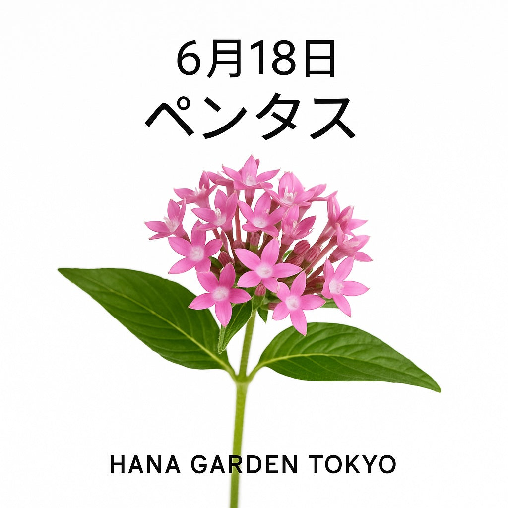 6月18日の誕生花はペンタス｜星のような小花が集まる希望の花