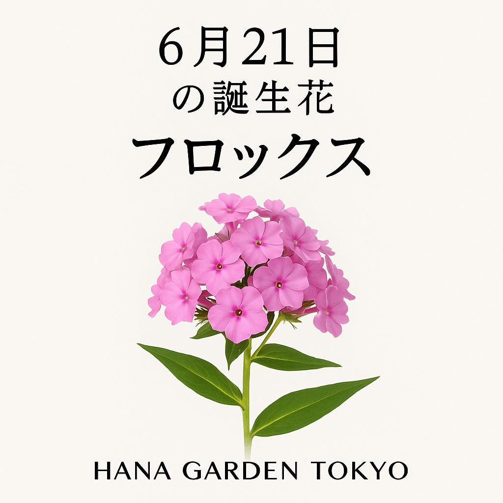 6月21日の誕生花はフロックス｜群れて咲く優雅な花の集い – HANA