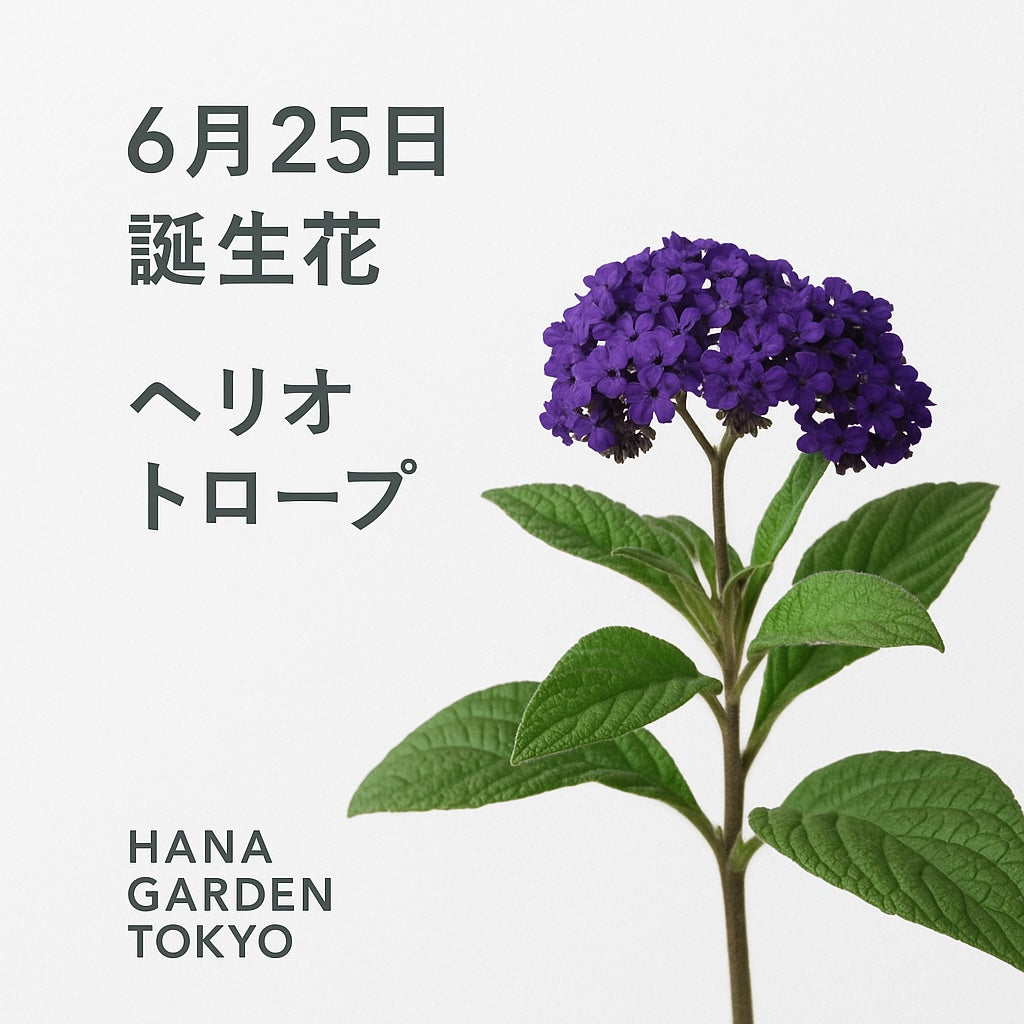 6月25日の誕生花はヘリオトロープ｜香りで伝える深い愛情 – HANA