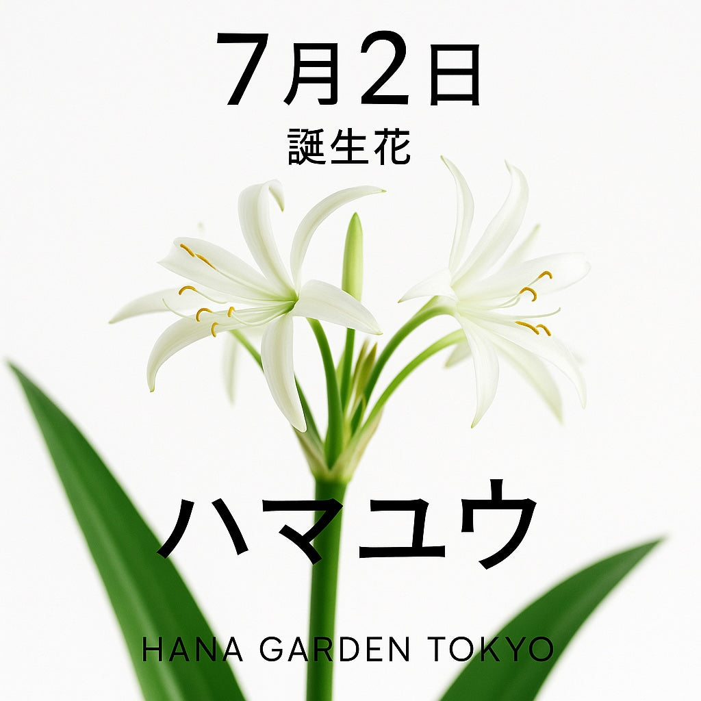 7月2日の誕生花はハマユウ｜海風に揺れる白い優雅な花