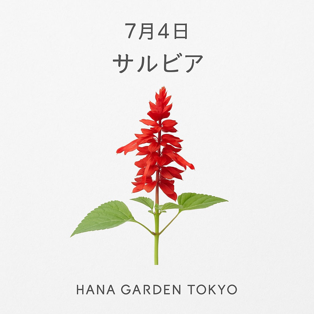 7月4日の誕生花はサルビア｜真夏の情熱を宿す花 – HANA GARDEN TOKYO