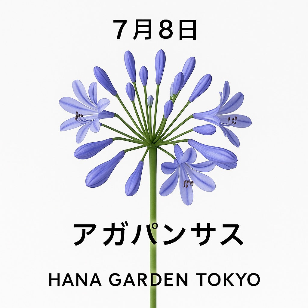 7月8日の誕生花はアガパンサス｜爽やかな青が魅力の初夏の花