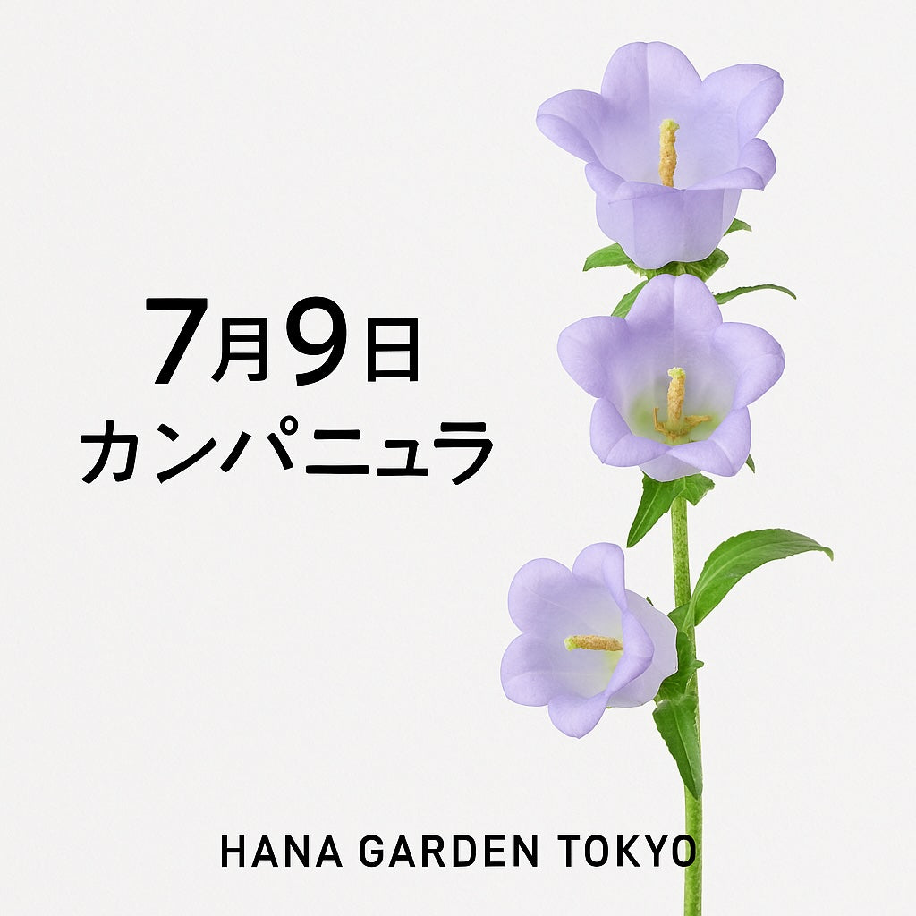 7月9日の誕生花はカンパニュラ｜やさしさをそっと響かせる花