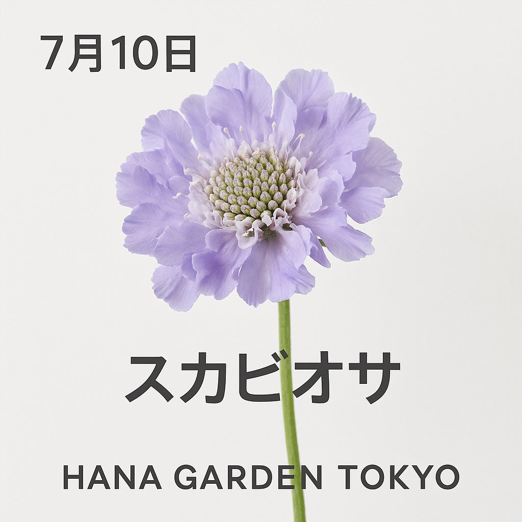 7月10日の誕生花はスカビオサ｜繊細な美しさに想いを託して