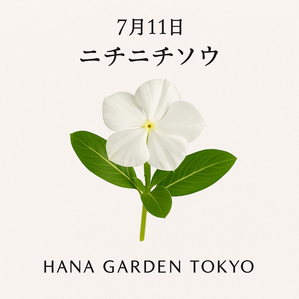 7月11日の誕生花はニチニチソウ｜明るく咲き続ける希望の花