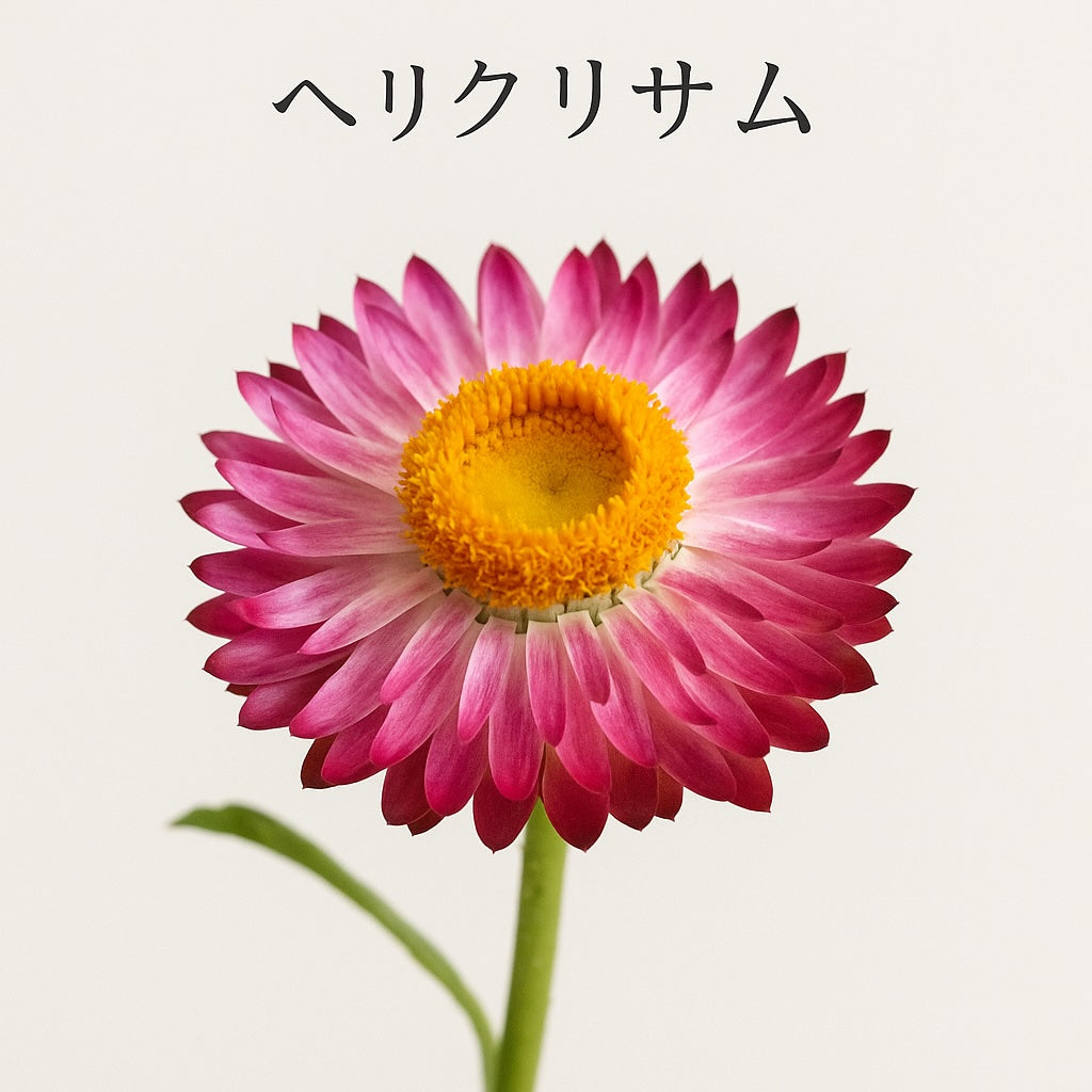7月12日の誕生花はヘリクリサム｜永遠の思い出を象徴する花