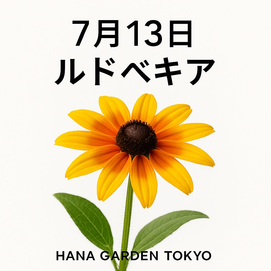 7月13日の誕生花はルドベキア｜太陽のように明るく咲く花