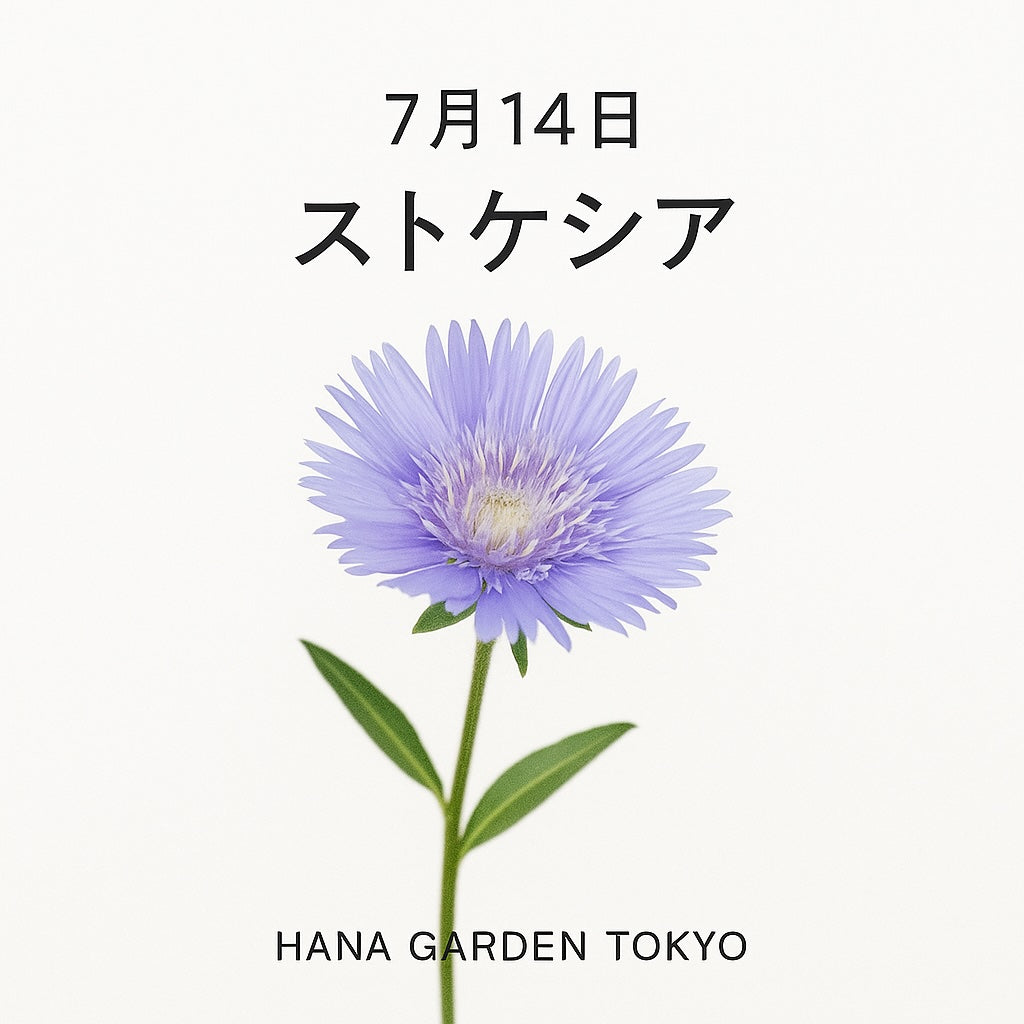 7月14日の誕生花はストケシア｜知性と優しさをあわせ持つ美しさ